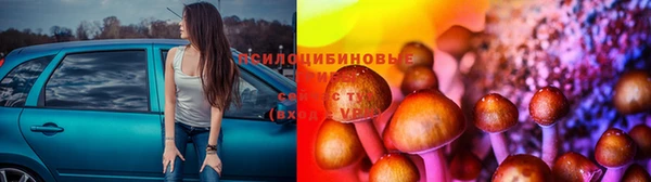 ПСИЛОЦИБИНОВЫЕ ГРИБЫ Новокубанск